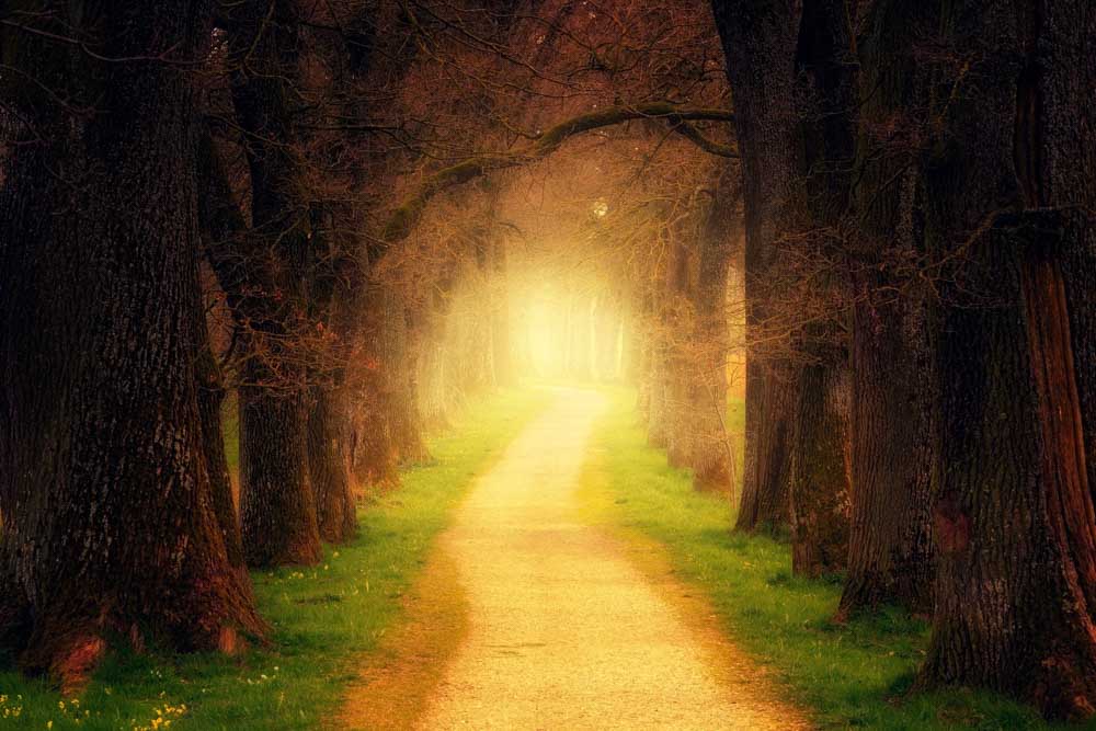 light in the woods