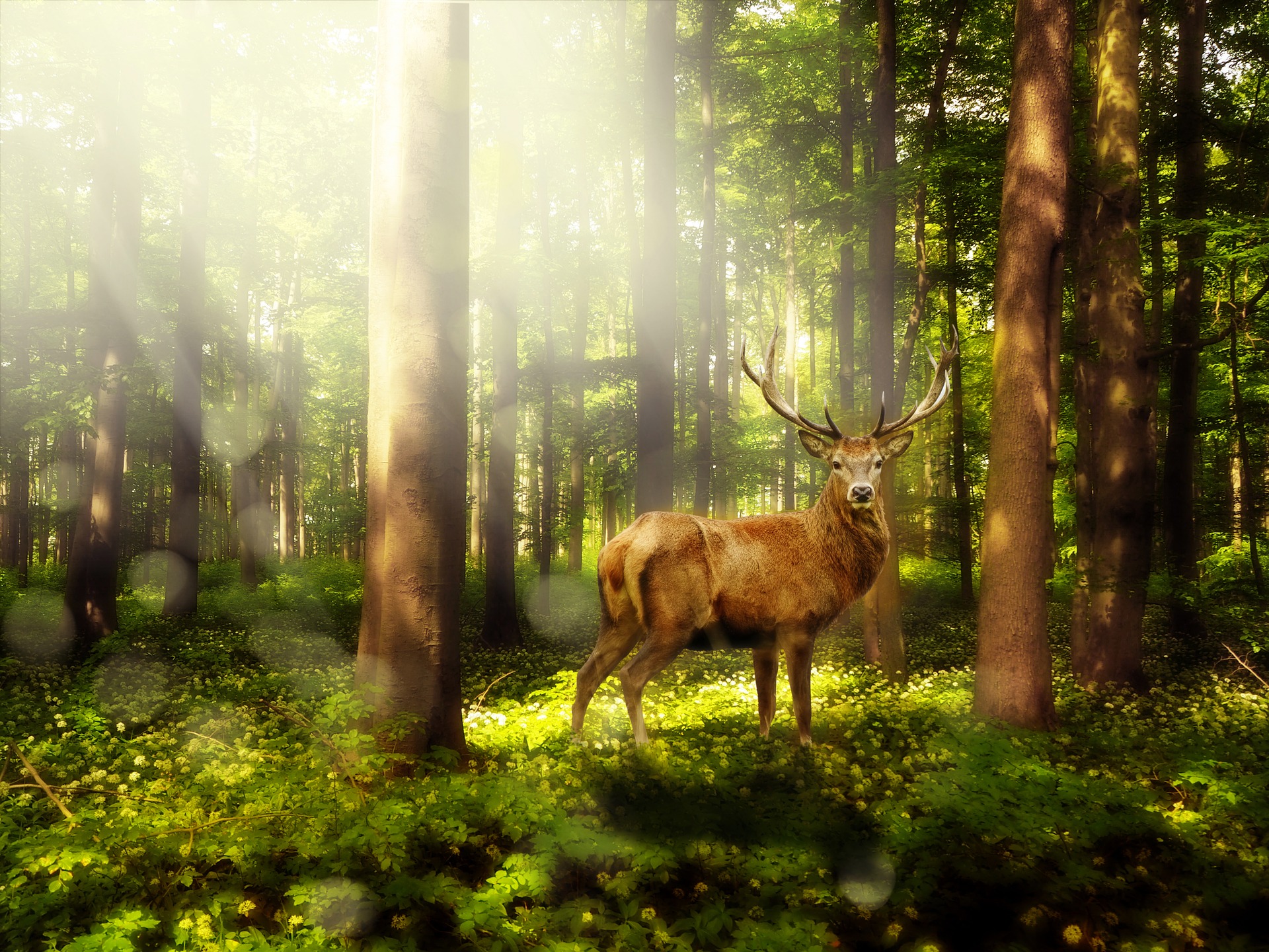 magic-forest-1785325_1920